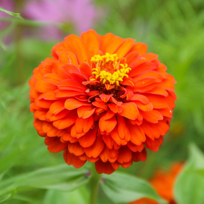 zinnia queeny pure orange