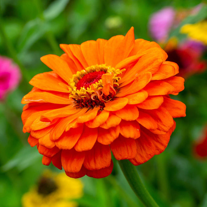 zinnia queeny pure orange