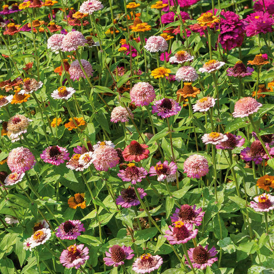 zinnia scabiosa flower mix