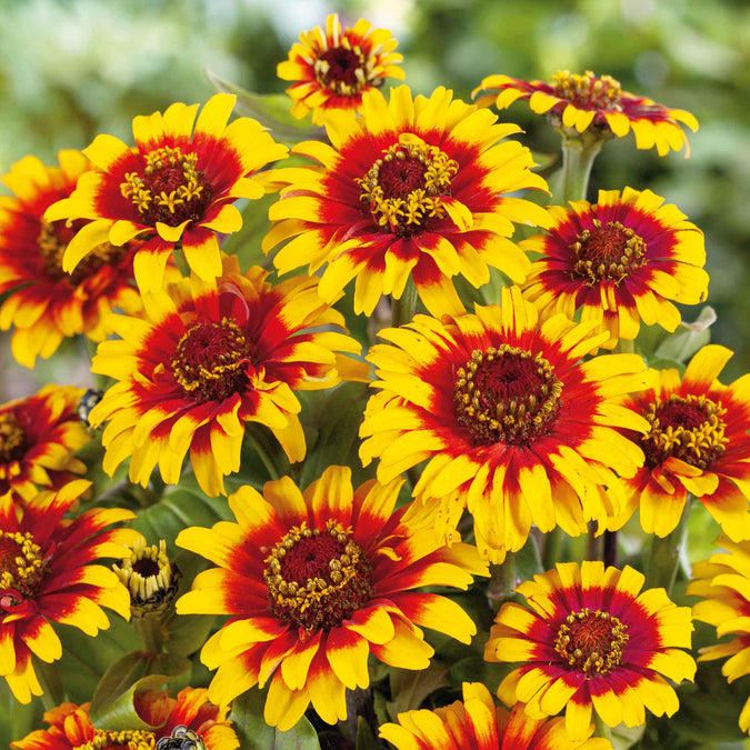 zinnia sombrero