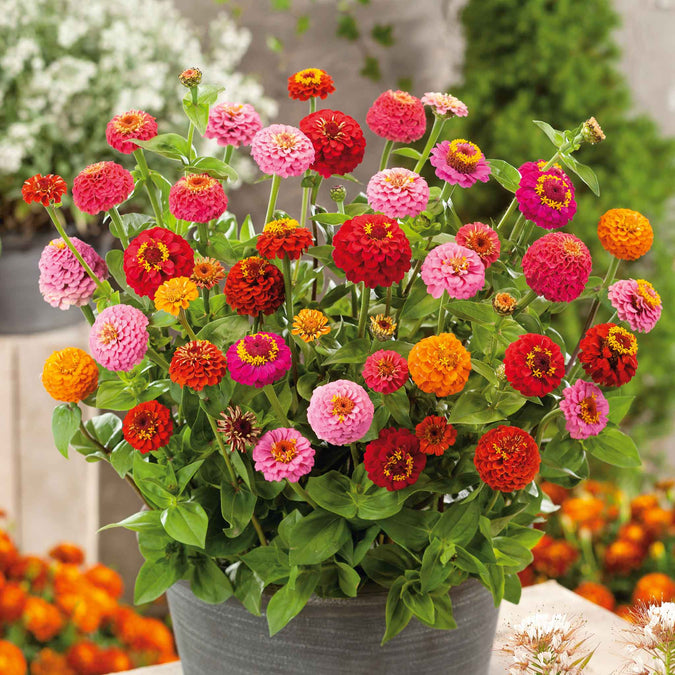 zinnia sprite mix