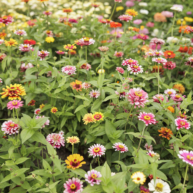 zinnia swirls mix