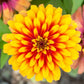 zinnia swizzle scarlet yellow