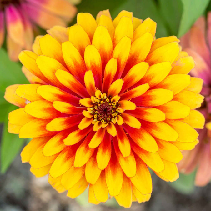 zinnia swizzle scarlet yellow