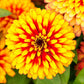 zinnia swizzle scarlet yellow