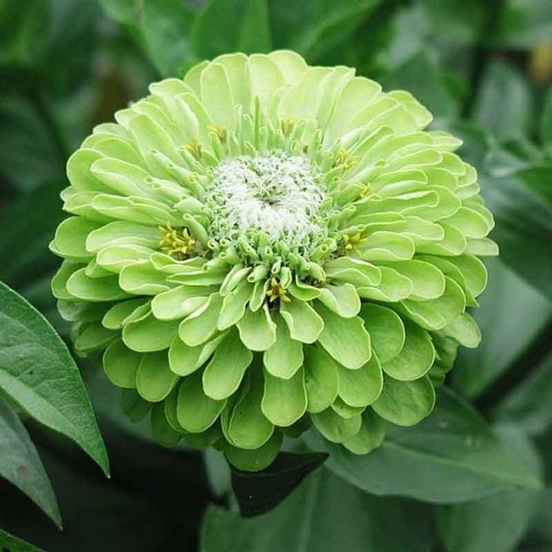 Zinnia Seeds - Tequila Lime