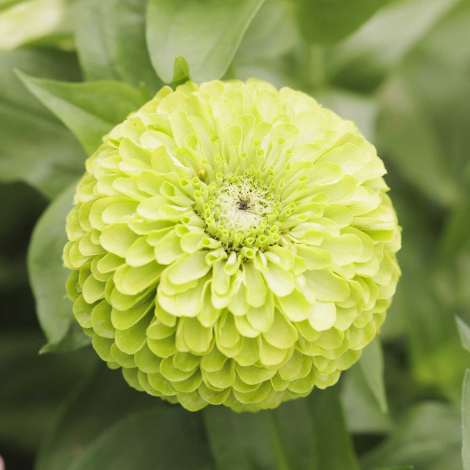 zinnia tequila lime