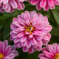 zinnia zahara raspberry ripple