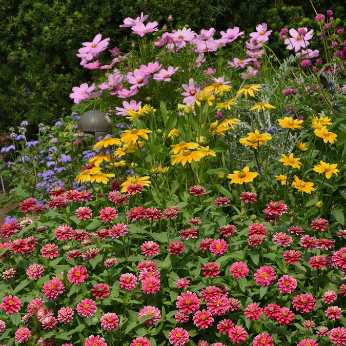 zinnia zahara raspberry ripple