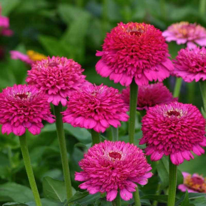 zinnia zinderella purple