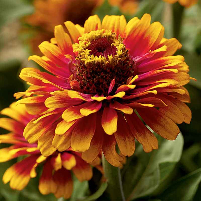 zinnia zowie yellow flame