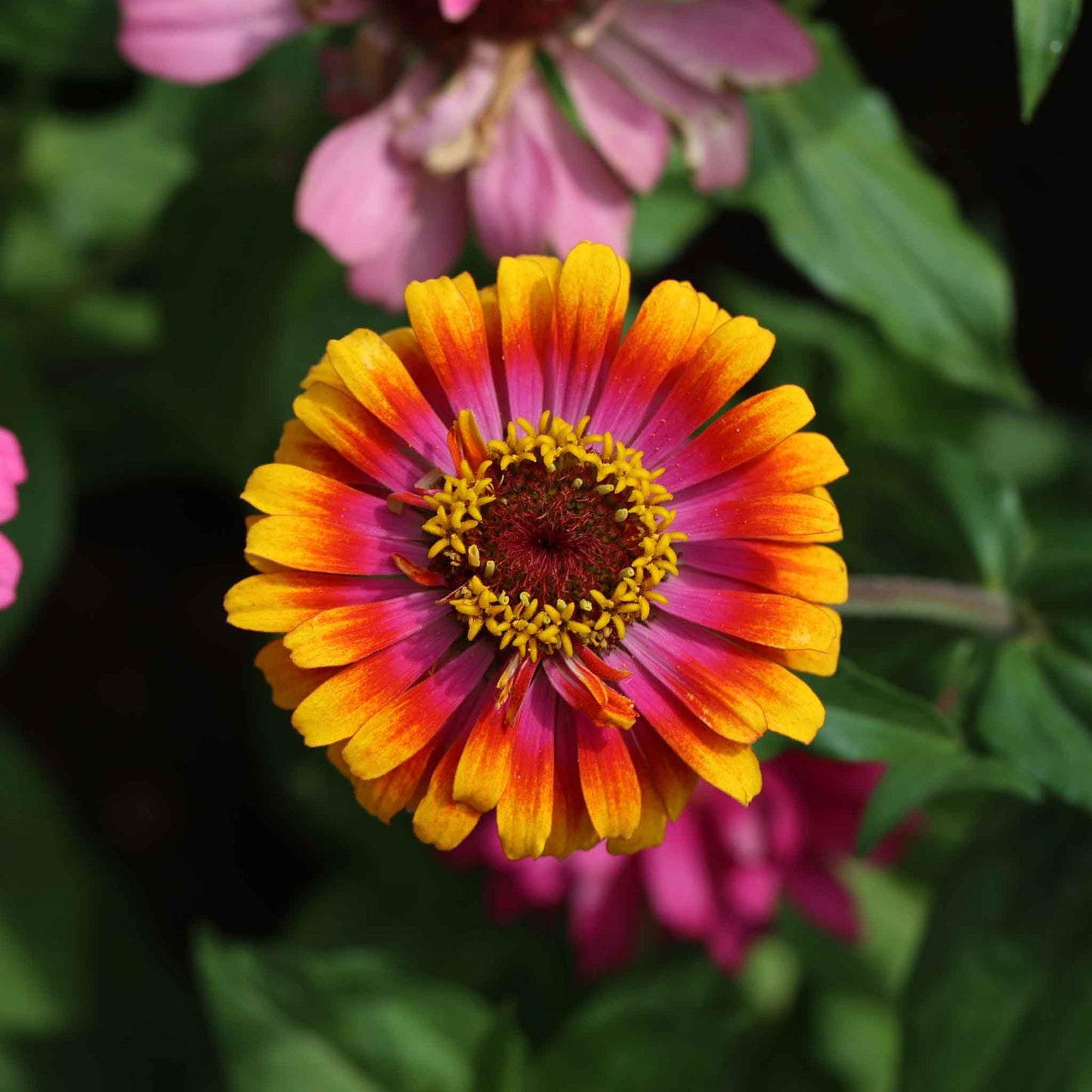 zinnia zowie yellow flame