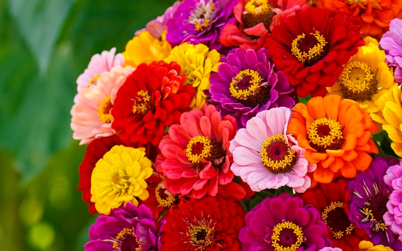 Zinnia Flowers