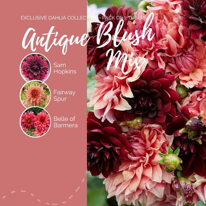 dahlia antique blush mix contents