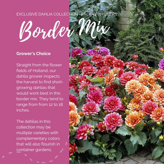 border mix dahlia contents