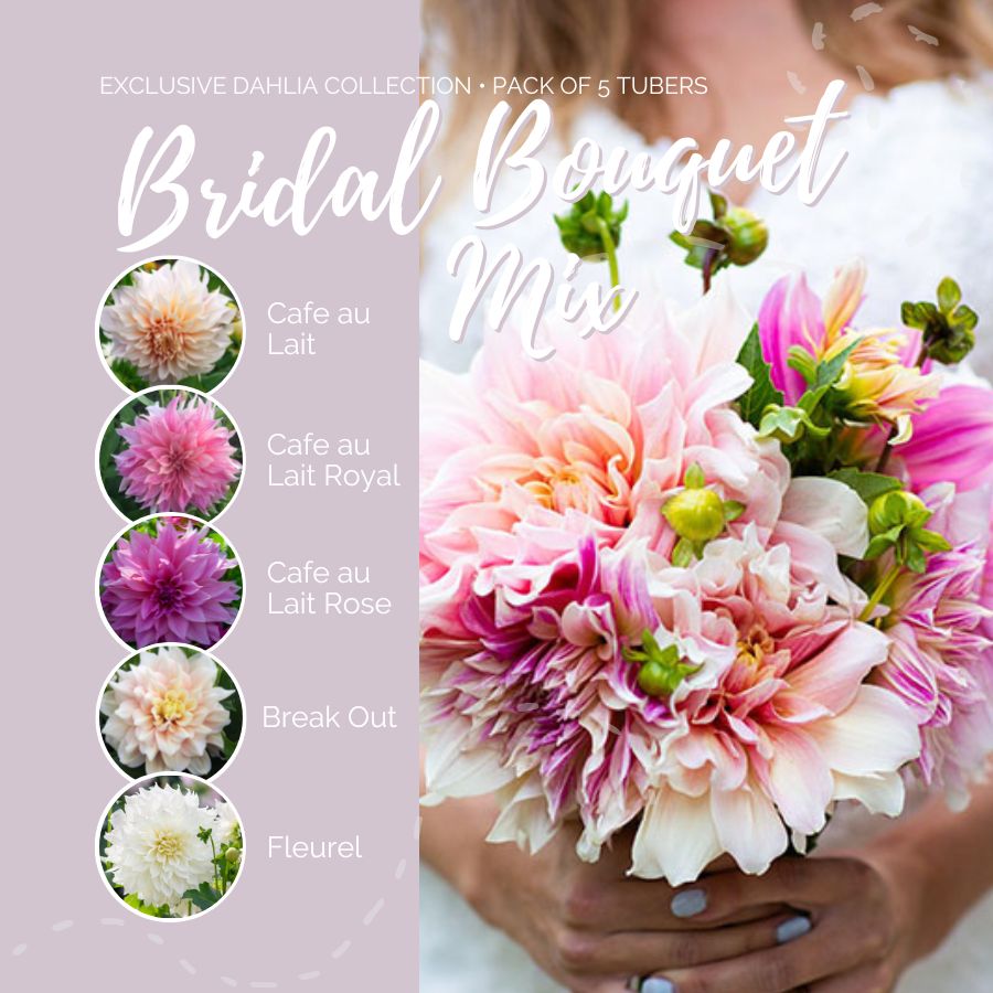 dahlia bridal bouqet contents