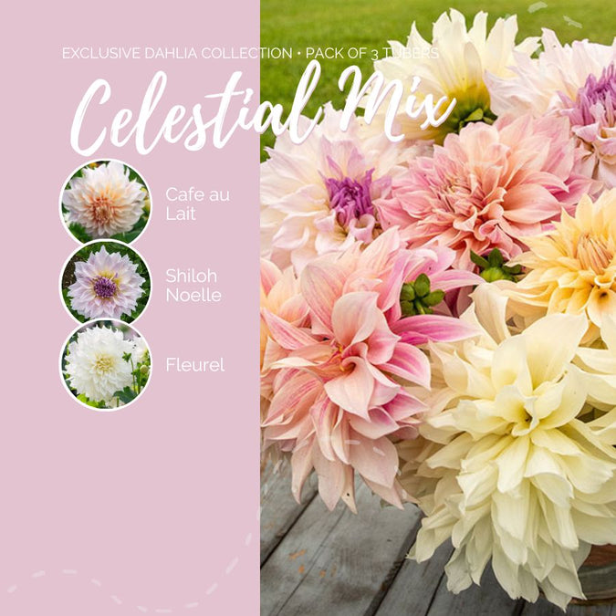 dahlia celestial mix contents