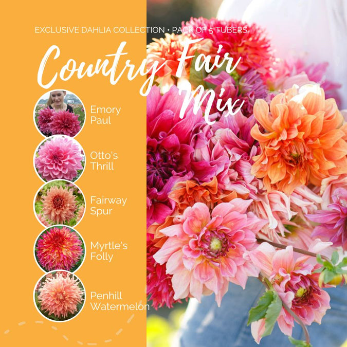 dahlia country fair contents