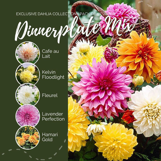 dahlia dinnerplate mix contents