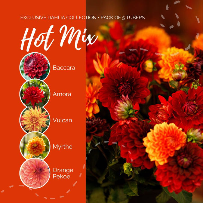 dahlia hot mix contents