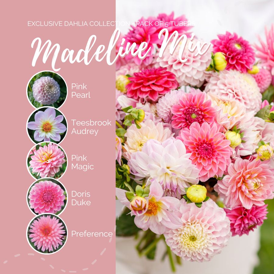 dahlia madeline mix contents