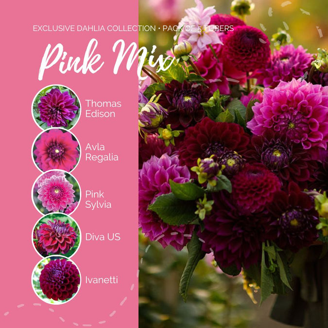 dahlia pink mix contents