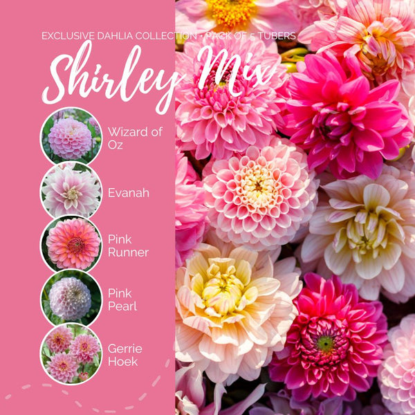 Dahlia Bulbs (Ball & Decorative) - Shirley Mix | Dahlia Tubers | Eden ...