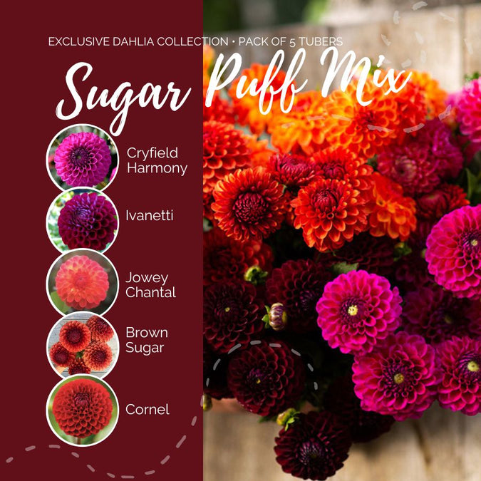 dahlia sugar puff mix contents