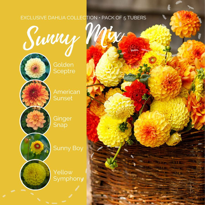 dahlia sunny mix contents