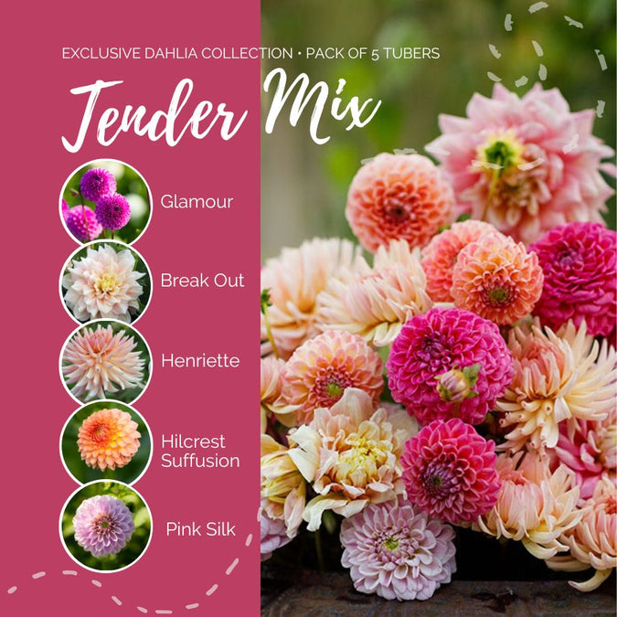 dahlia tender mix contents