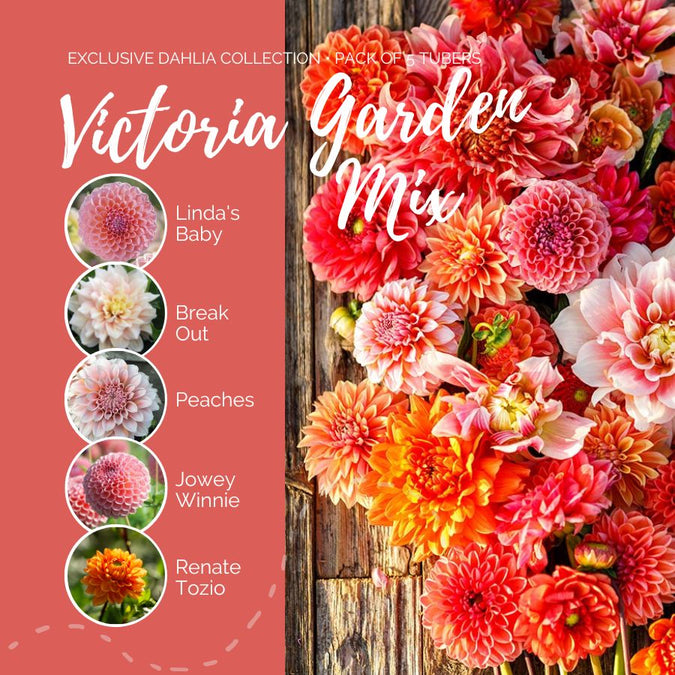 dahlia victoria garden mix contents