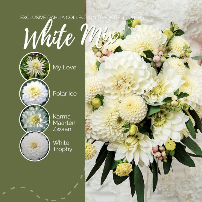 dahlia white mix contents