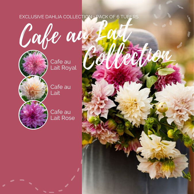 dahlia cafe au lait collection contents