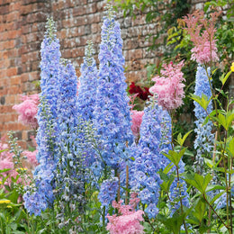 Delphinium Seeds - Blue Bell | Flower Seeds in Packets & Bulk | Eden ...