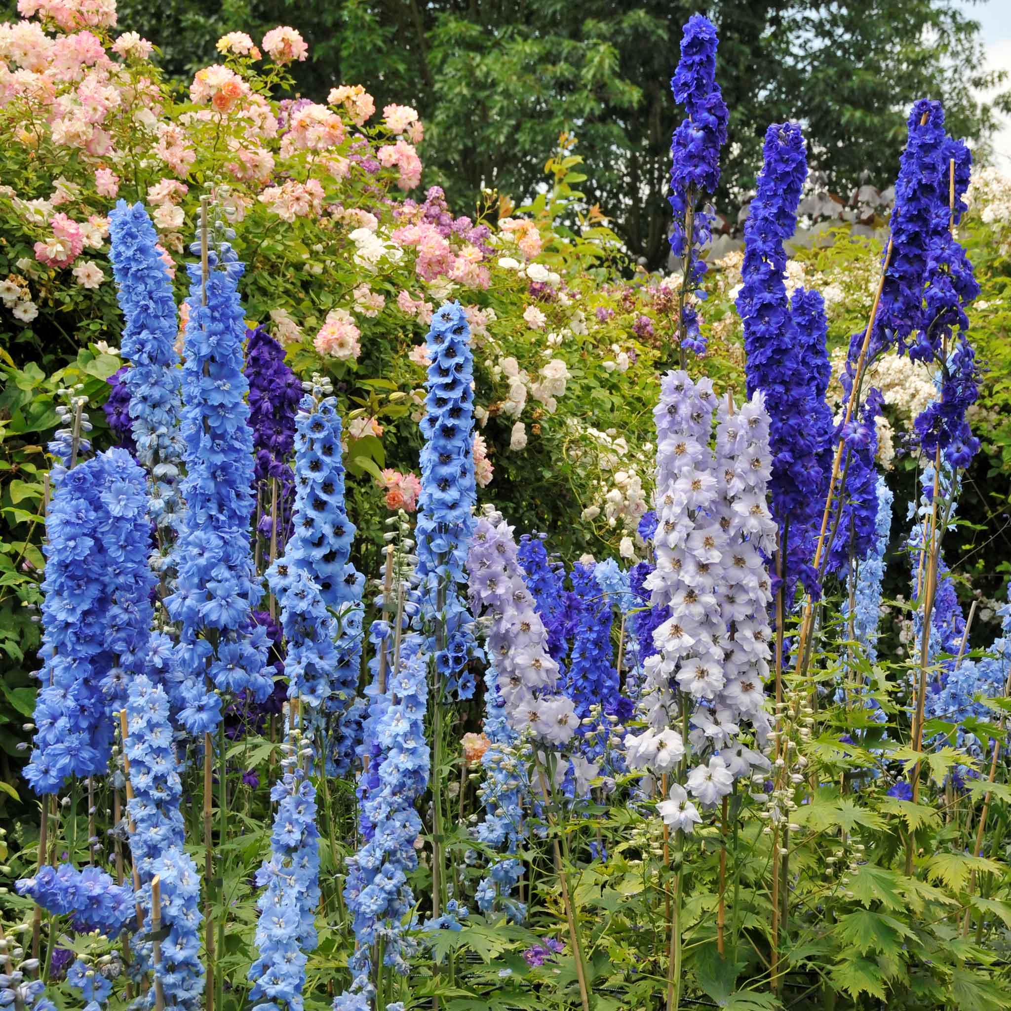 Дельфиниум. Дельфиниум Delphinium. Дельфиниум Королевский. Дельфиниум синий.