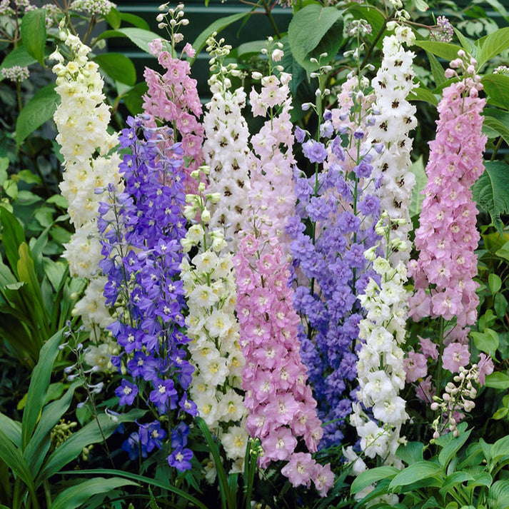 Larkspur Seeds - Standard Mix | Flower Seeds in Packets & Bulk | Eden ...