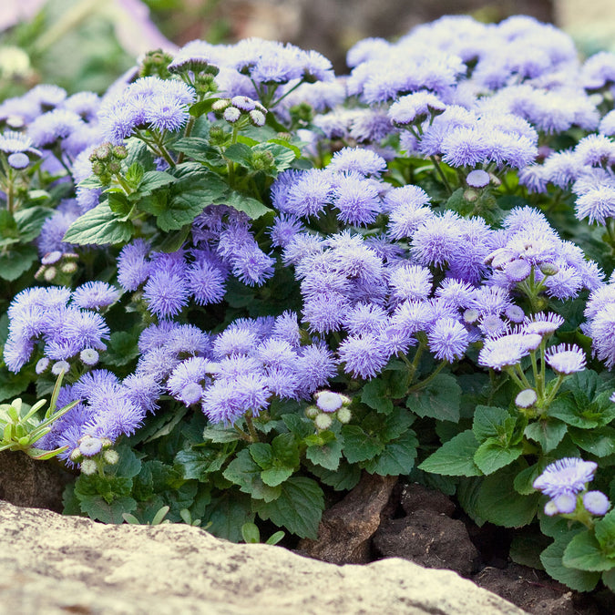 blue mink ageratum