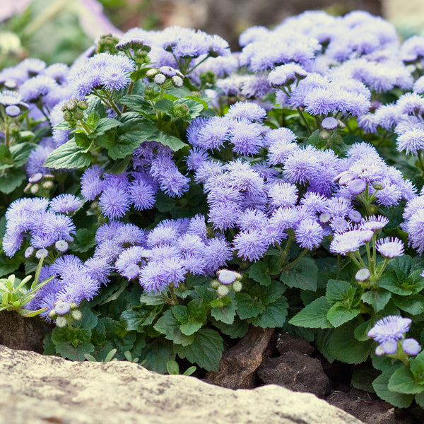 Ageratum flower deals