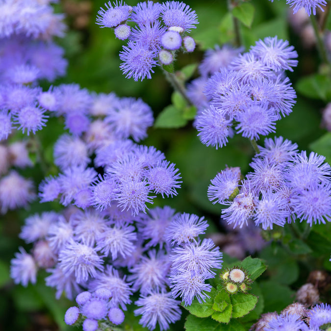 blue mink ageratum