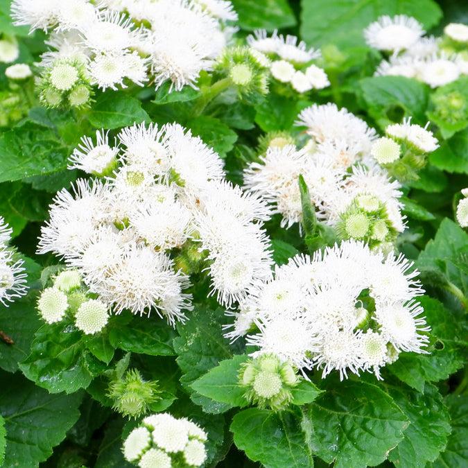 dondo white ageratum