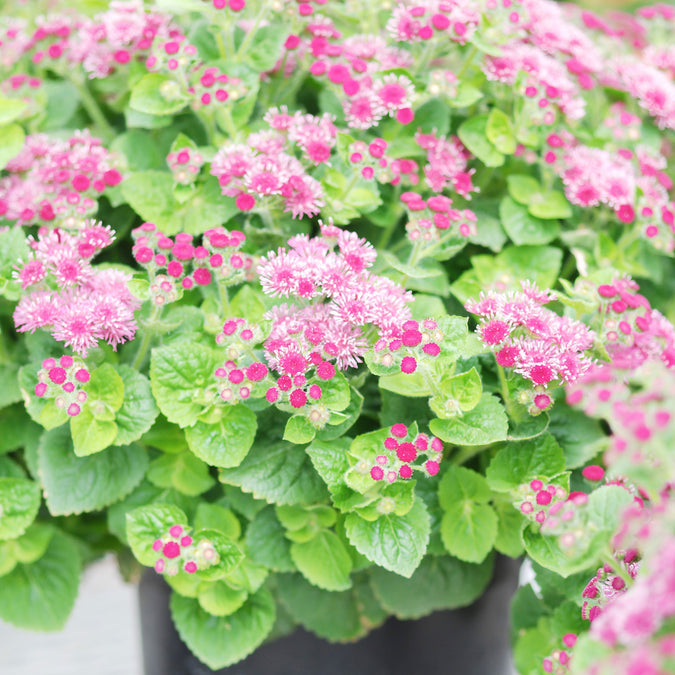 red flint ageratum