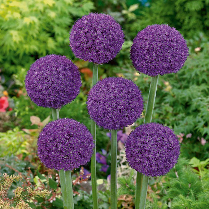 Ambassador Allium