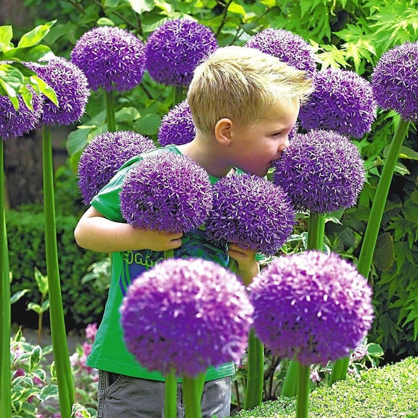 Giant Allium - Gladiator | Fall Flower Bulbs | Eden Brothers