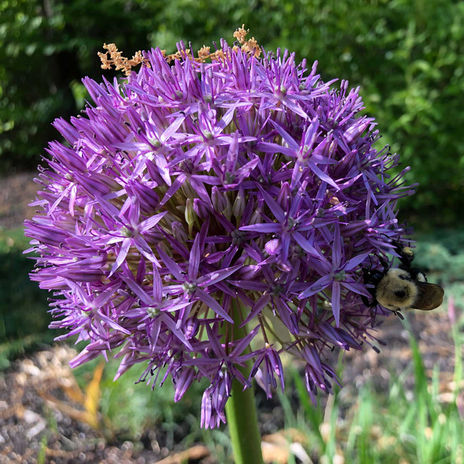 Purple Sensation Allium