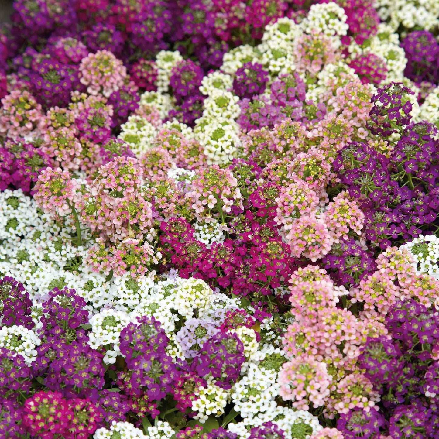 alyssum easter bonnet mix