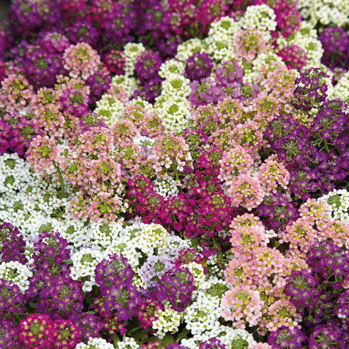 Alyssum Seeds - Easter Bonnet Mix | Flower Seeds in Packets & Bulk ...