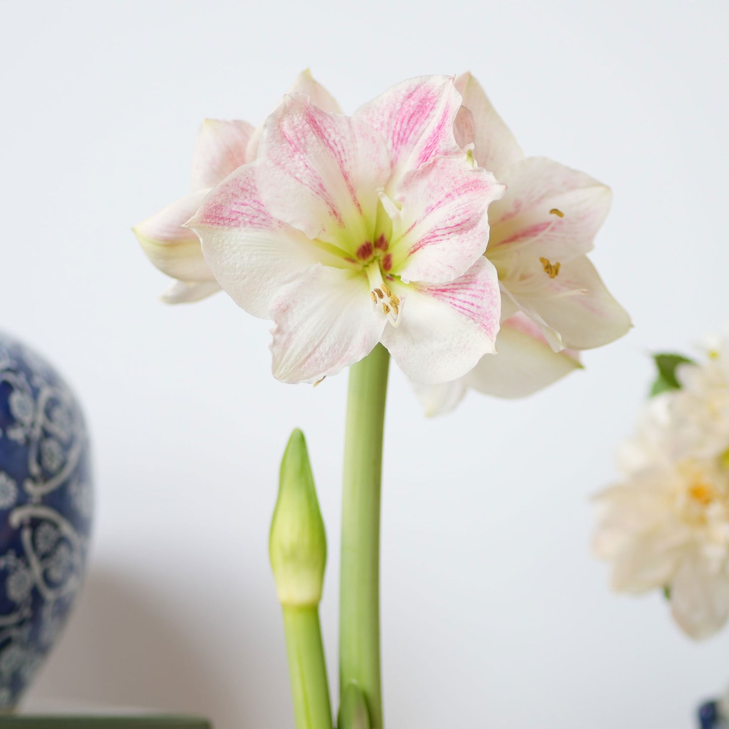 Amaryllis Bulbs Royal Blue with White Blooms Indoor Flower Bulbs