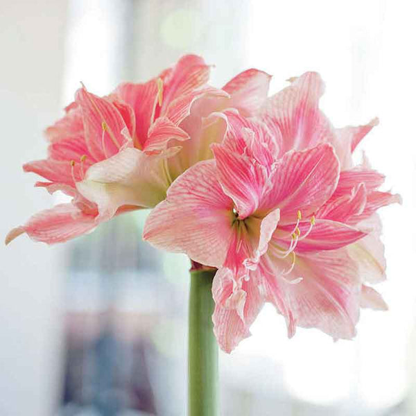 Amaryllis Bulbs - Sweet Nymph | Indoor Flower Bulbs | Eden Brothers
