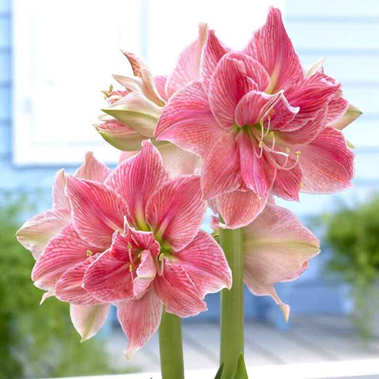 Amaryllis Bulbs - Sweet Nymph | Indoor Flower Bulbs | Eden Brothers