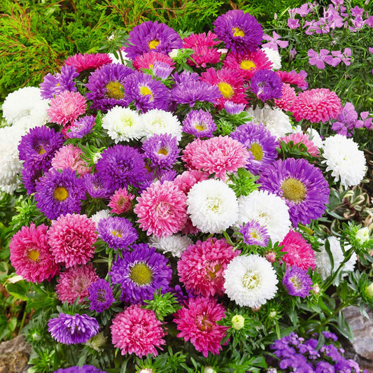 Colour Carpet Mix Aster